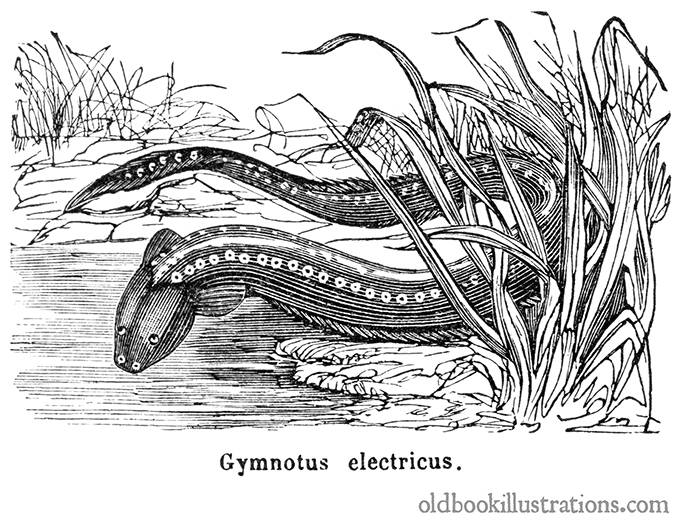 Electric Eel | Old Book Illustrations