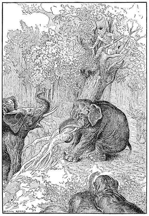 An elephant uses its trunk to uproot a tree in which a man was hiding