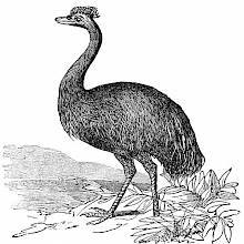 Emu