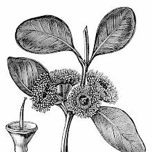Wood engraving depicting the leaves, flowers, and fruit of Eucalyptus preissiana