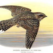 European nightjar