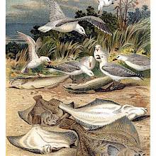 A group of plaice is seen stranded on a beach, where they become prey to seagulls