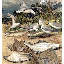 A group of plaice is seen stranded on a beach where it becomes prey to seagulls