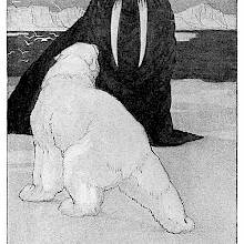 A walrus and a polar bear face each other on an ice field, both assuming bellicose postures