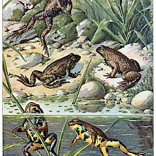 Two yellow-bellied toads are in a pond while three European fire-bellied toads are on the bank