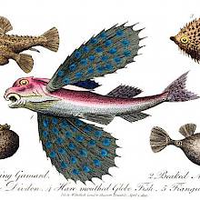 Depiction of a flying gurnard (Dactylopterus volitans) among other fishes