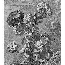 Plate showing dahlias and wild rose shrubs on a grassy spot with a wall in the background
