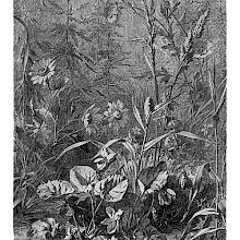 View of a patch of grassland showing various flowers, including daisies, anemones, and wood violets