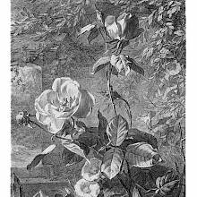 Plate showing a blooming rose shrub growing in front of a garden wall overgrown with vines