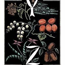 The letters Y and Z are drawn in white over a background of plants and fruit