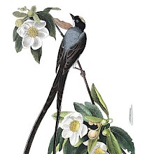 A male fork-tailed flycatcher is seen on the branch of a blooming loblolly-bay tree