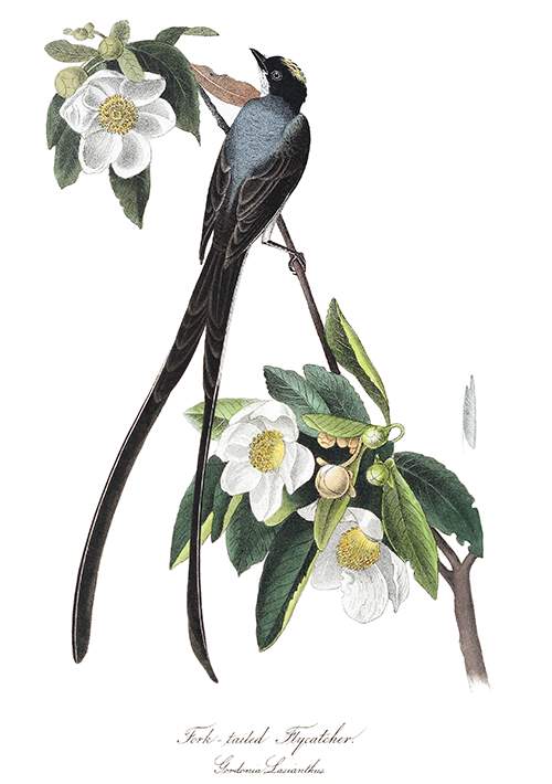 A male fork-tailed flycatcher is seen on the branch of a blooming loblolly-bay tree