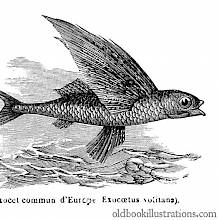 a tropical two-wing flyingfish (exocoetus volitans) is seen from the side skimming the sea