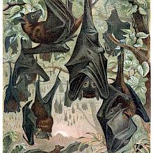 Flying foxes