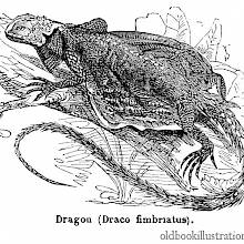 Draco Fimbriatus