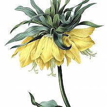 Fritillaria imperialis, a plant in the family Liliaceae grown for its ornamental qualities
