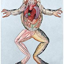 Anatomical illustration showing the muscle structure and innards of a female frog