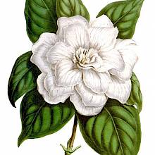 Flower and leaves of Gardenia jasminoides var. fortuneana, an evergreen shrub native to Asia