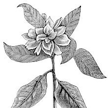 Common Gardenia