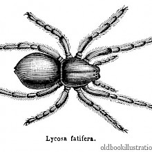 Geolycosa Fatifera (Wolf Spider)