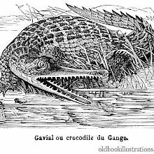 Gharial