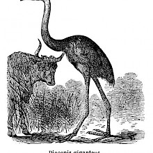 Giant Moa (Dinornis)