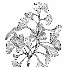 Ginkgo Biloba