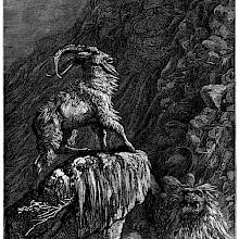 A male goat stands on a rock on the mountain, beneath which a lion is lurking