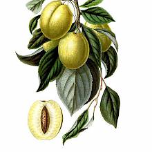 The Golden Esperen plum is a cultivar of Prunus domestica close to the mirabelle