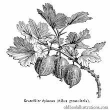 Gooseberry