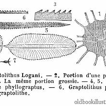 Graptolites