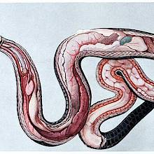 Anatomical illustration showing the innards of a female grass snake