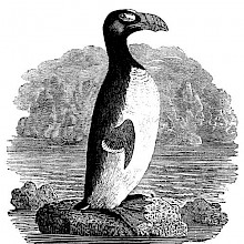 View of a great auk (Pinguinus impennis) standing on a rock surrounded by the ocean