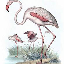 The greater flamingo is a widespread wadind bird in the family Phoenicopteridae