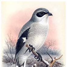 Great grey shrike