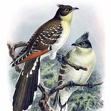 Great spotted cuckoo