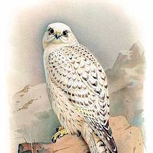 Greenland gyrfalcon seen from the back with its head turned backwards to look at the viewer