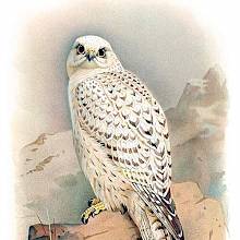 Greenland Gyrfalcon