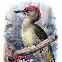 European Green Woodpecker