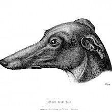Side view of a greyhound's head on white background
