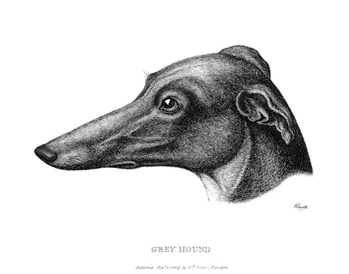 Side view of a greyhound's head on white background