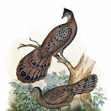 A male gray peacock-pheasant perches on a branch while a female is on the ground