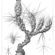 Botanical steel engraving showing Grusonia grahamii, a plant in the family Cactaceae