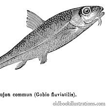 Gudgeon (Gobio gobio)