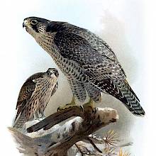 A gyrfalcon as seen from the side, perched on a broken branch partly covered in snow