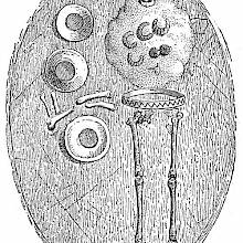 A skeleton from the tombs of Hallstatt