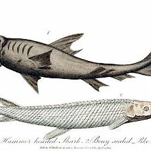 Plate showing a hammerhead shark and a longnose gar (Lepisosteus osseus)