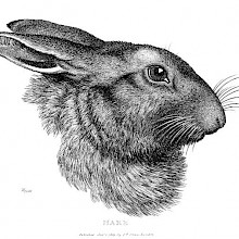 Side view of a hare’s head on white background
