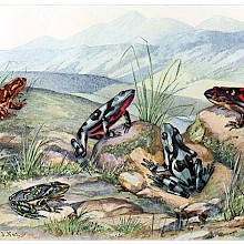Five species of harlequin frogs are seen on a rocky patch of grass