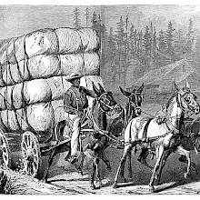 Four horses pull a cart filled with cotton bales and driven by a man riding one of them